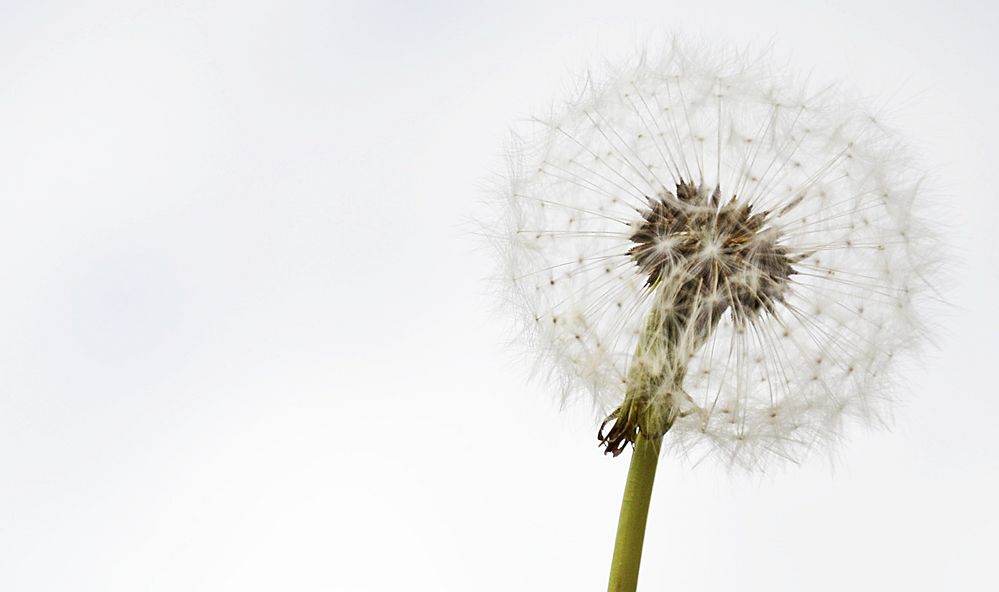 Pusteblume... von Anna van de Meer