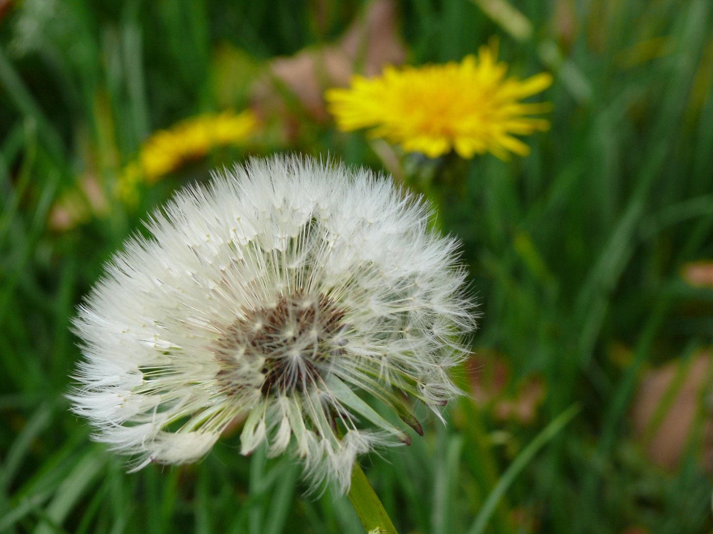 Pusteblume