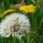 Pusteblume