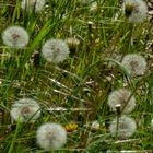 Pusteblume 