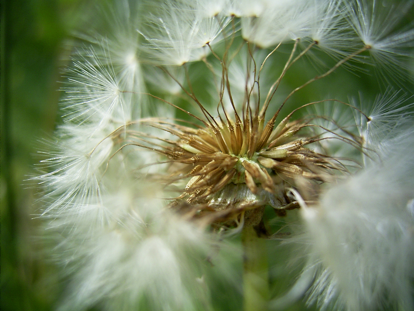 Pusteblume