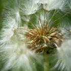 Pusteblume