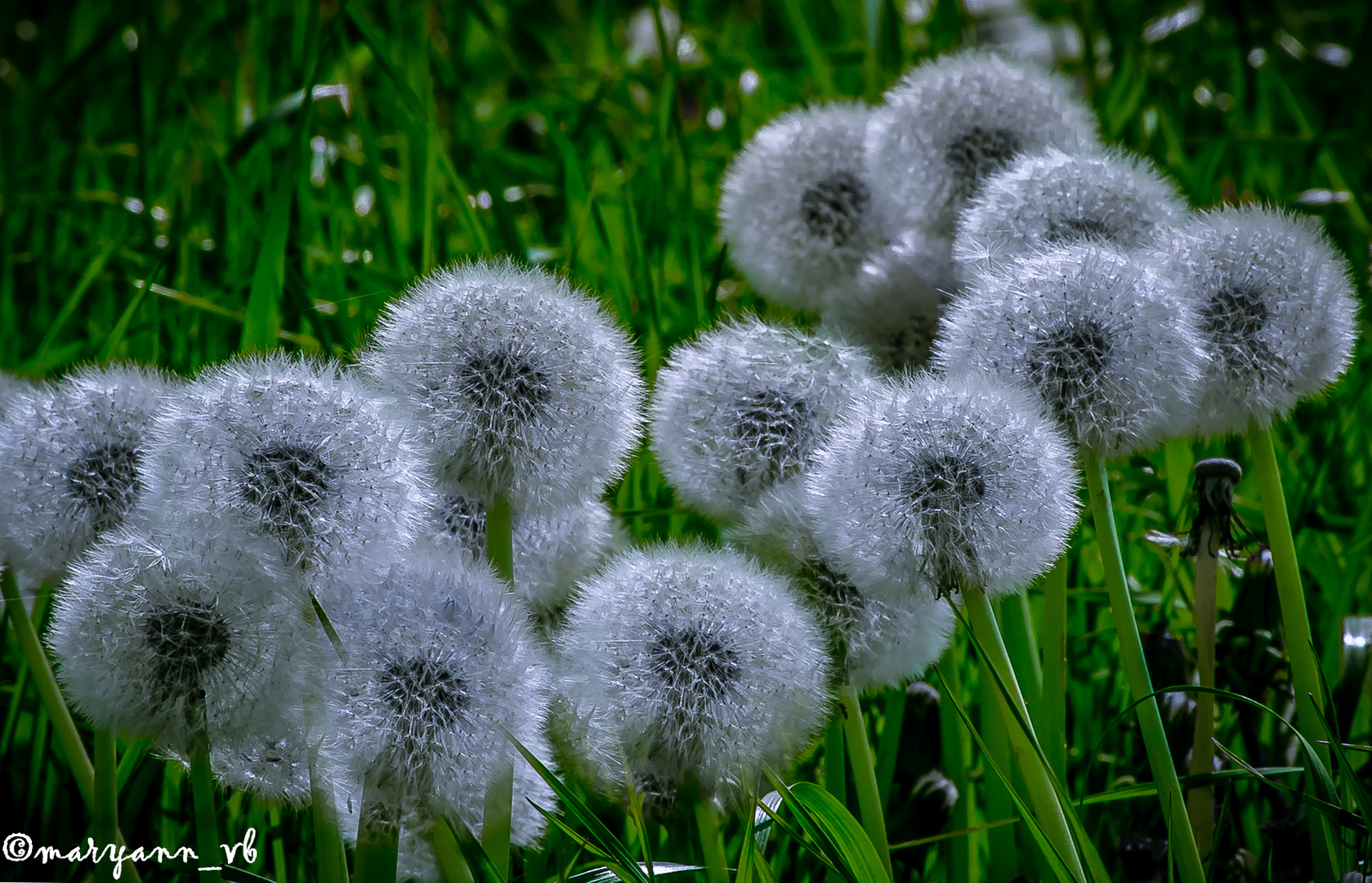 Pusteblume