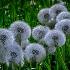 Pusteblume