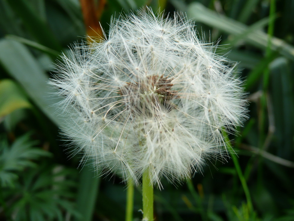 Pusteblume