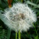 Pusteblume