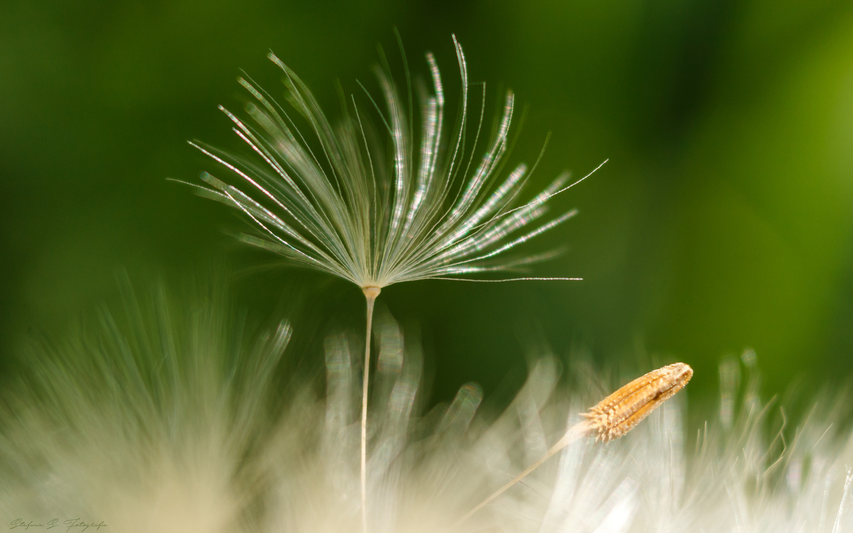 Pusteblume