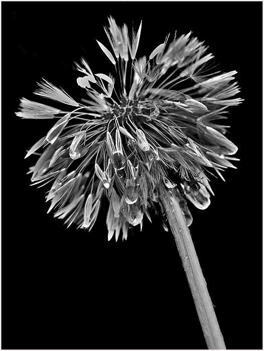 pusteblume