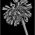 pusteblume