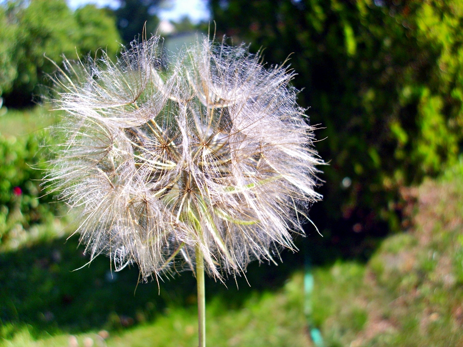 Pusteblume.