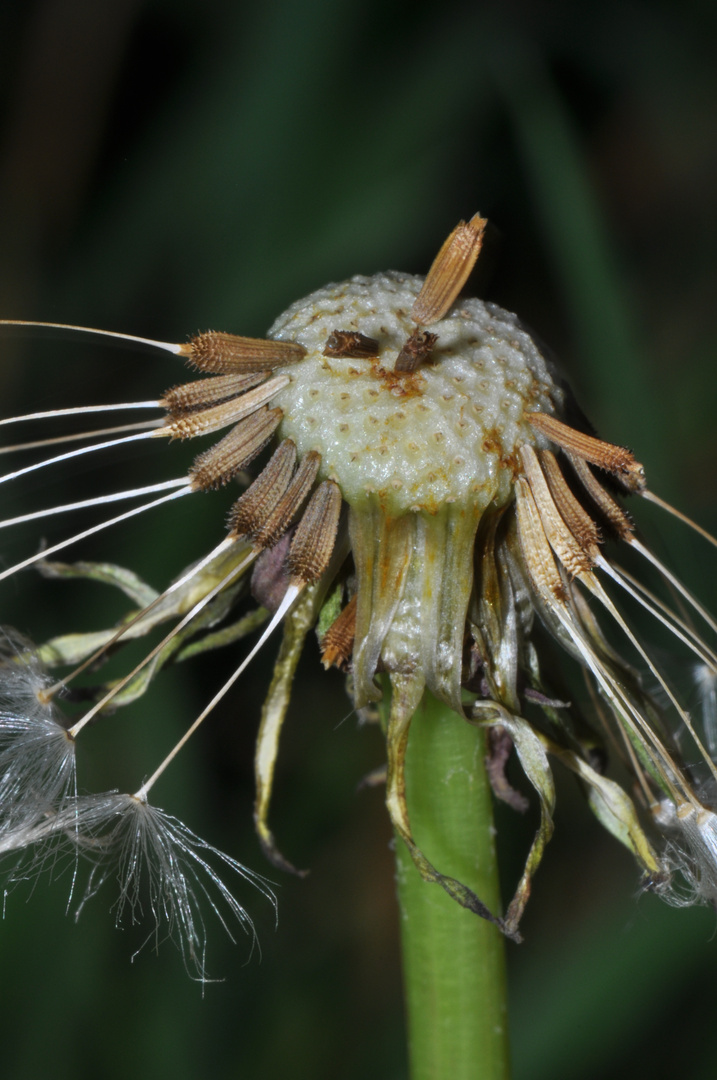 Pusteblume