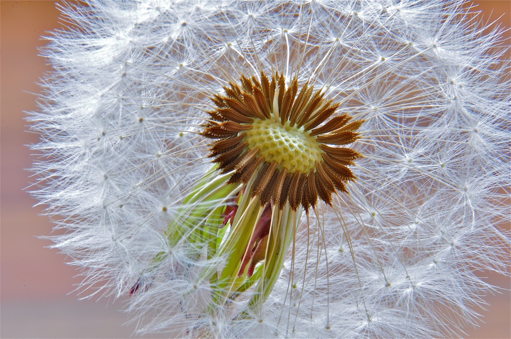 Pusteblume