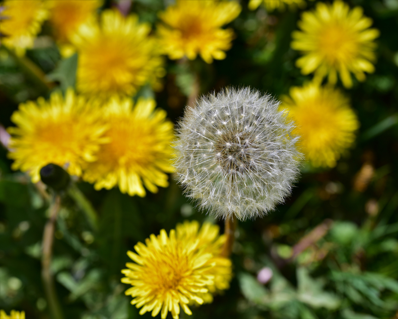 Pusteblume