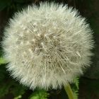 Pusteblume