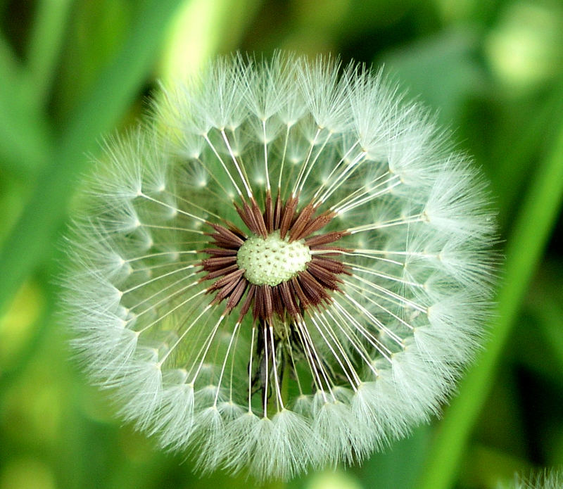 .~*Pusteblume*~.