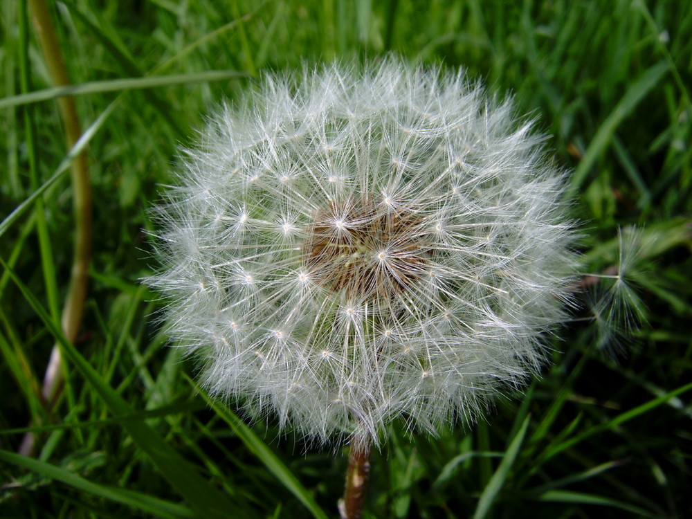 Pusteblume