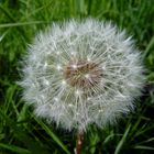 Pusteblume