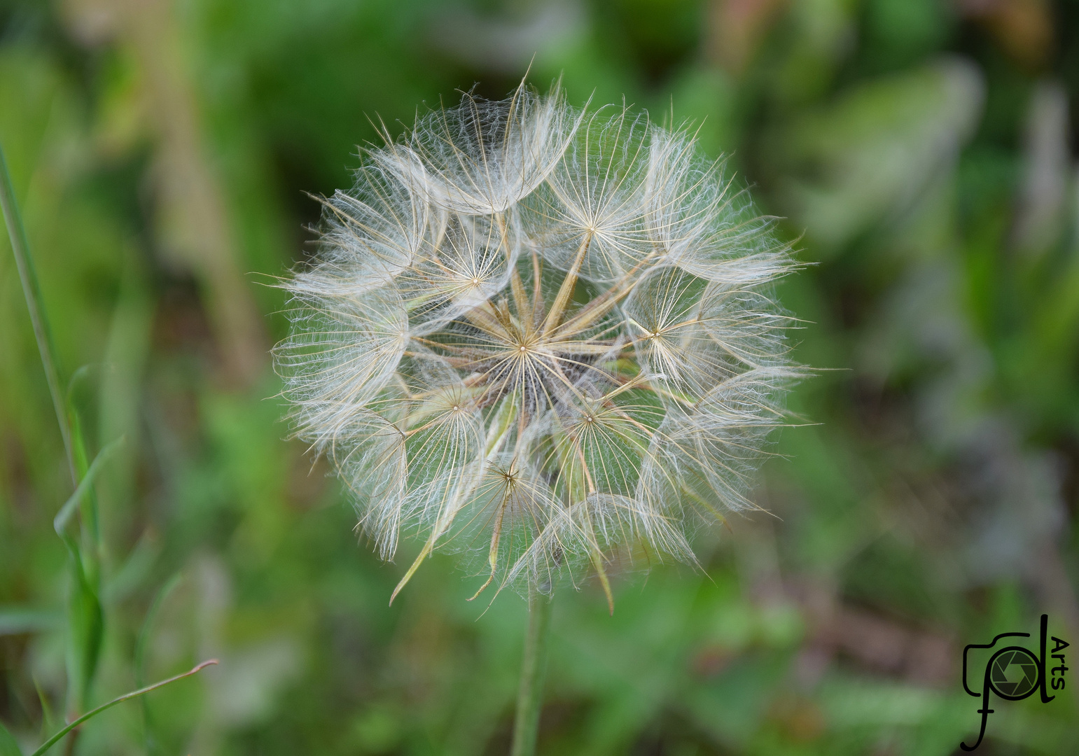 Pusteblume