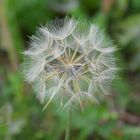 Pusteblume