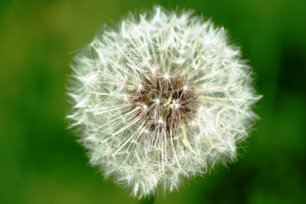 Pusteblume