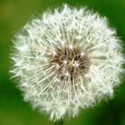 Pusteblume