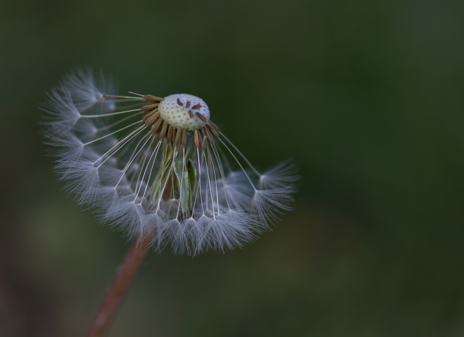 pusteblume 