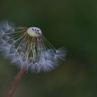 pusteblume 