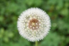 Pusteblume