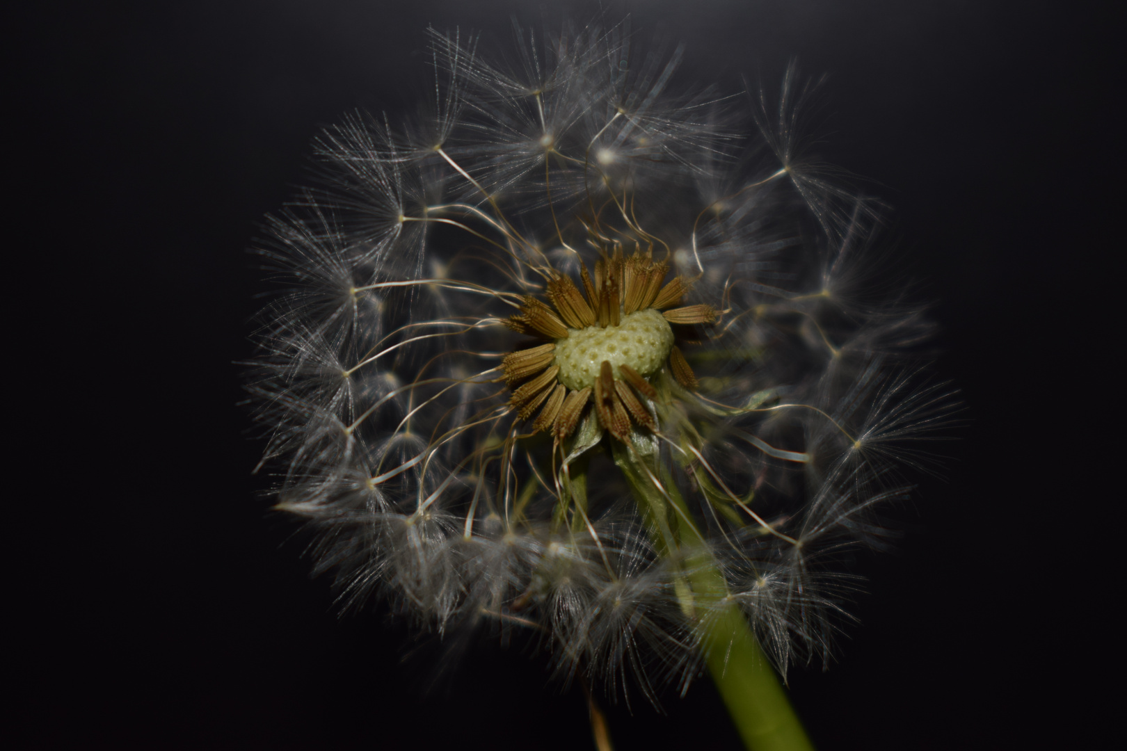 Pusteblume