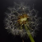 Pusteblume