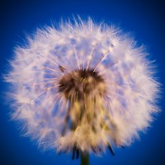 Pusteblume