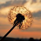 Pusteblume 