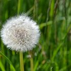 Pusteblume