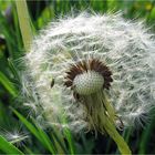 Pusteblume