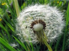 Pusteblume