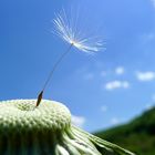 Pusteblume .