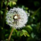 Pusteblume