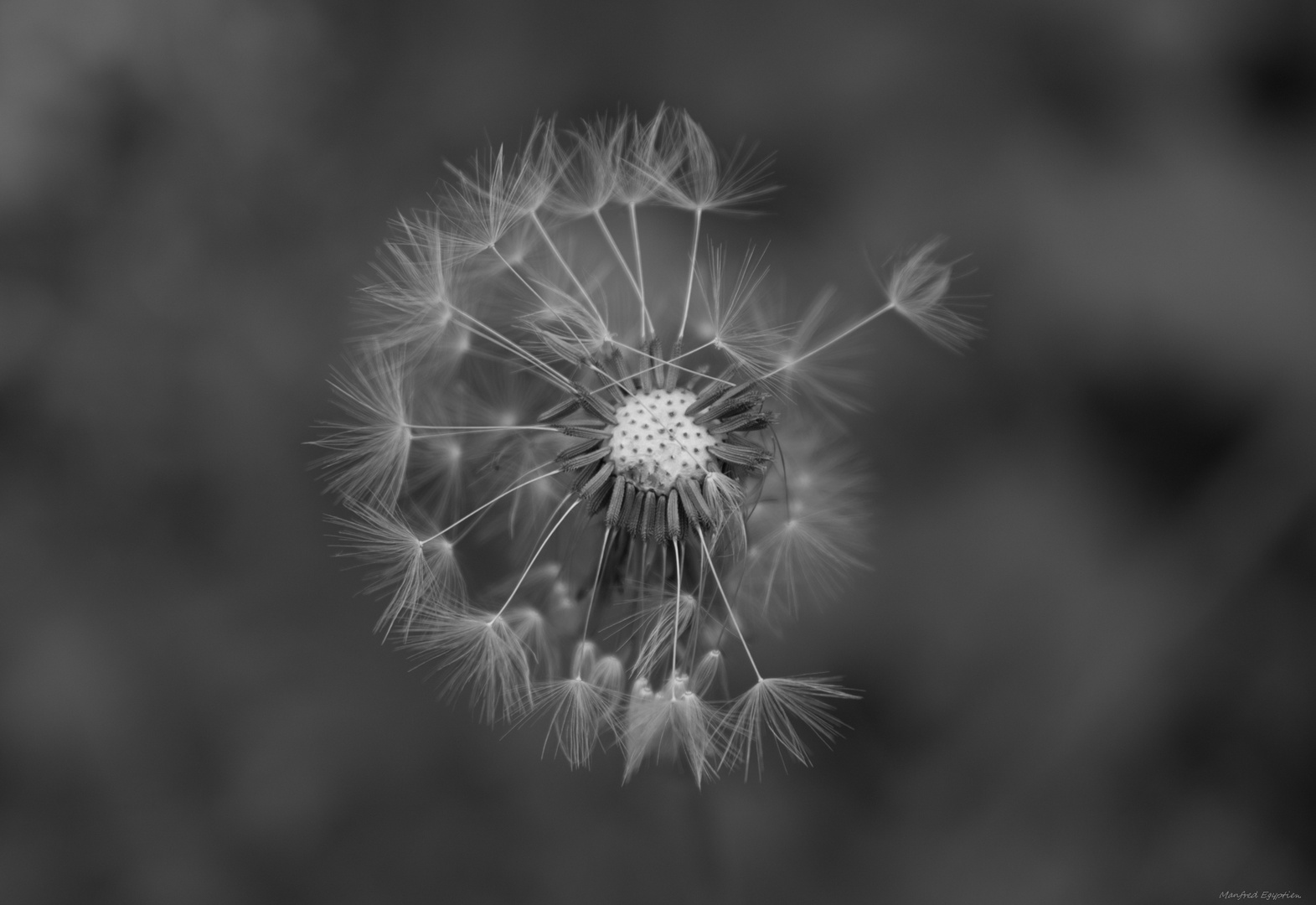 Pusteblume