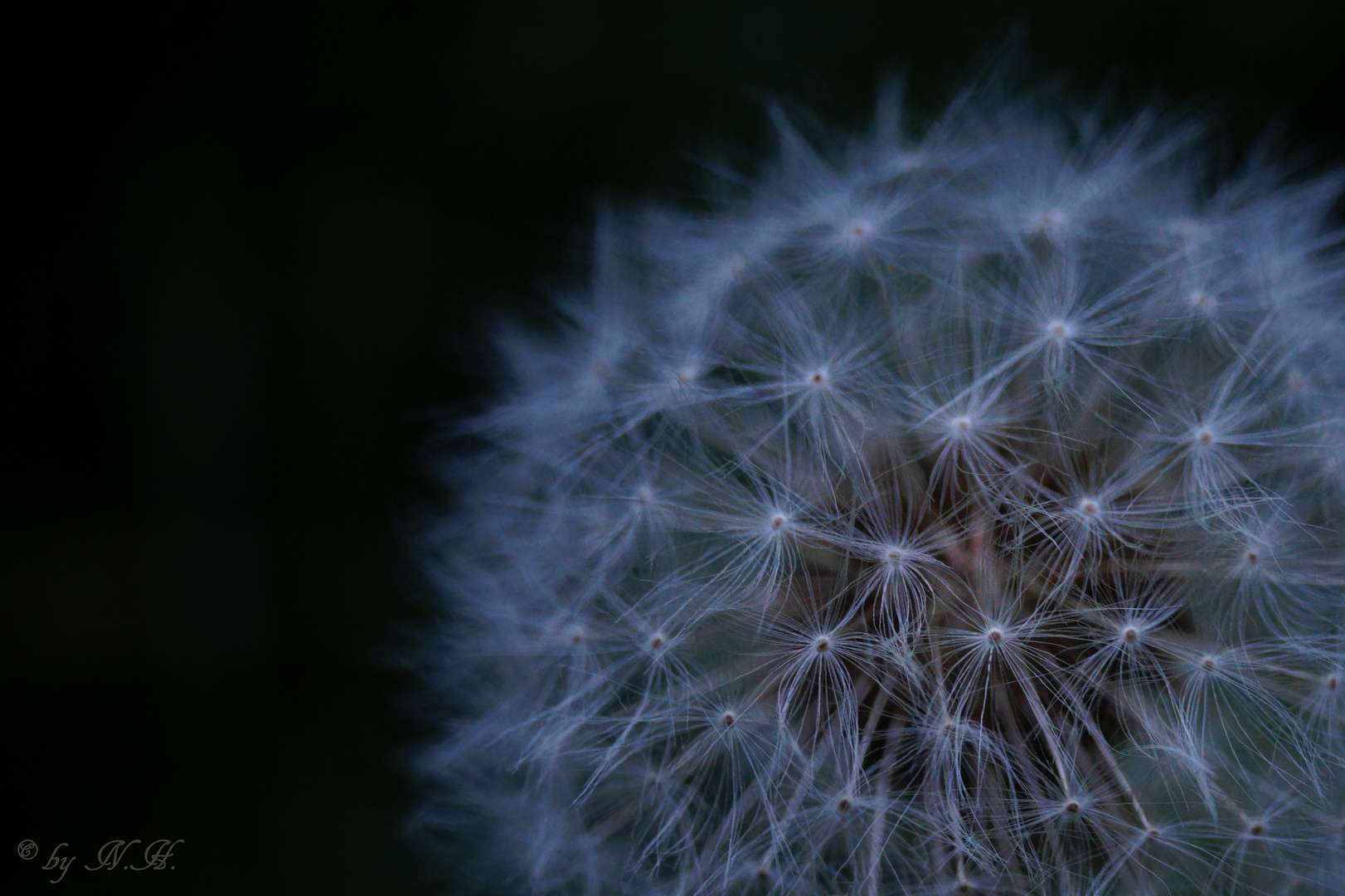 Pusteblume