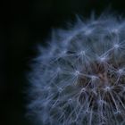 Pusteblume