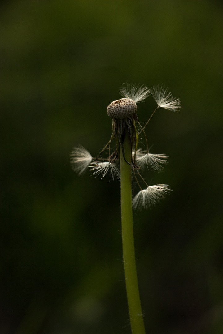 Pusteblume