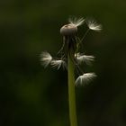 Pusteblume