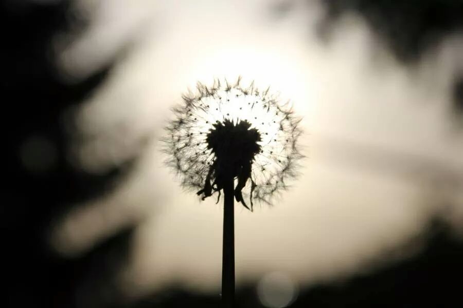 Pusteblume