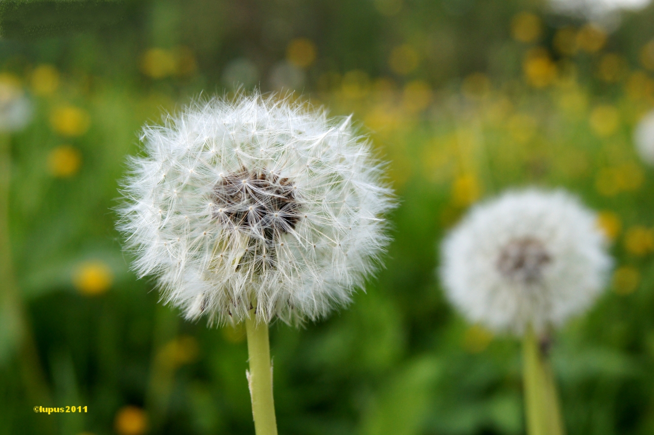 pusteblume