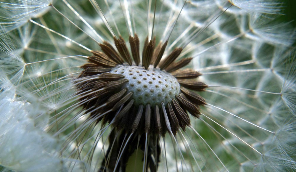 Pusteblume