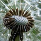 Pusteblume