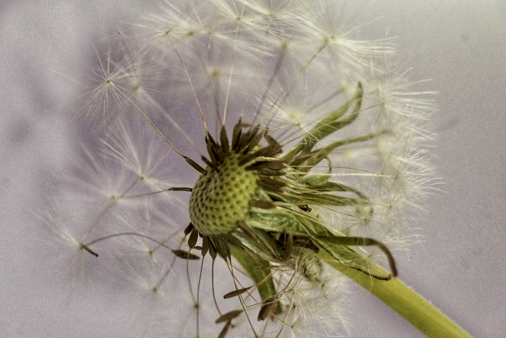 Pusteblume 