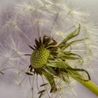 Pusteblume 