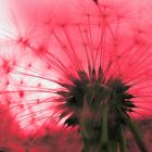 Pusteblume