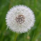 Pusteblume